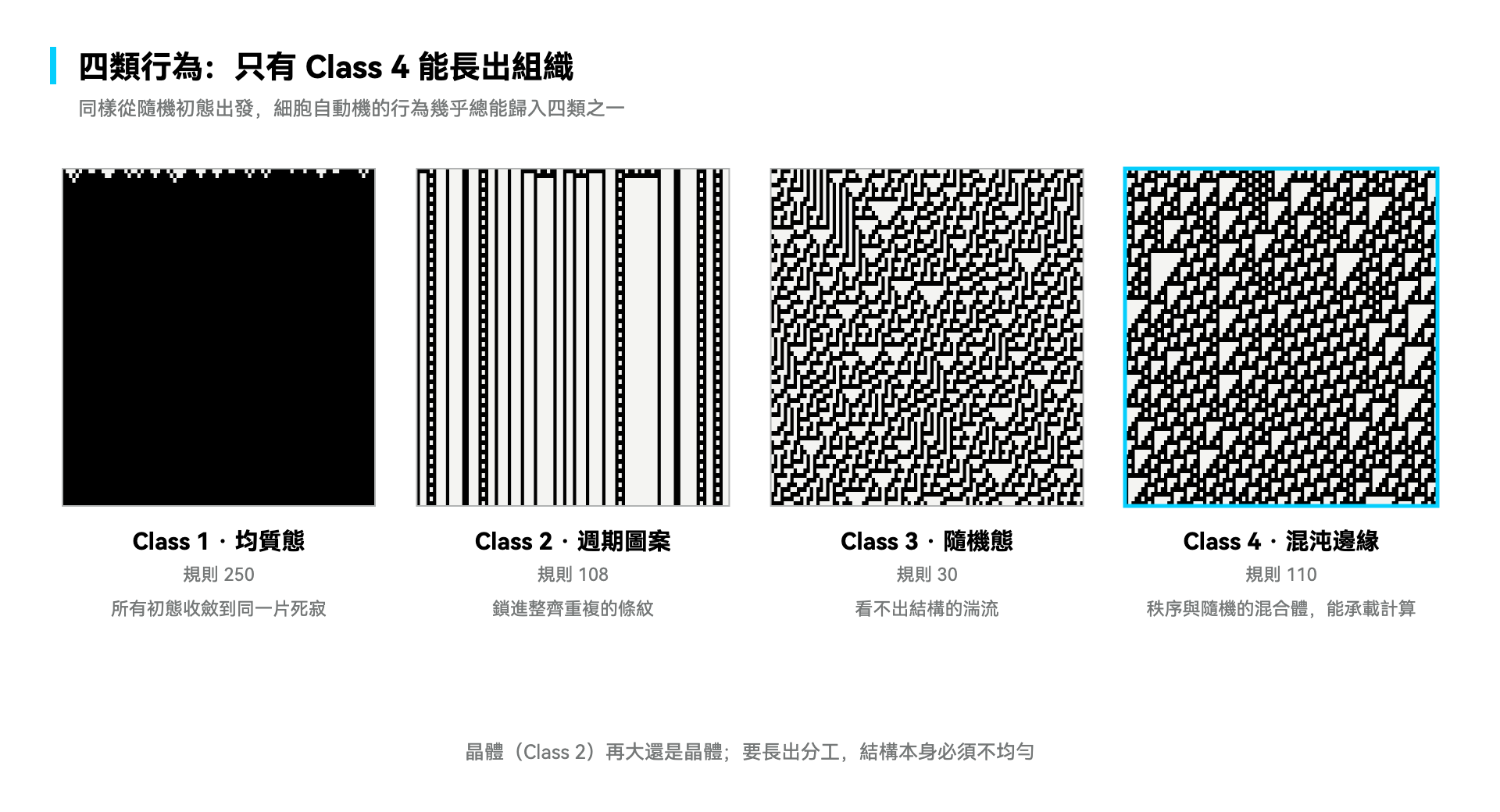 四類行為：只有 Class 4 能長出組織